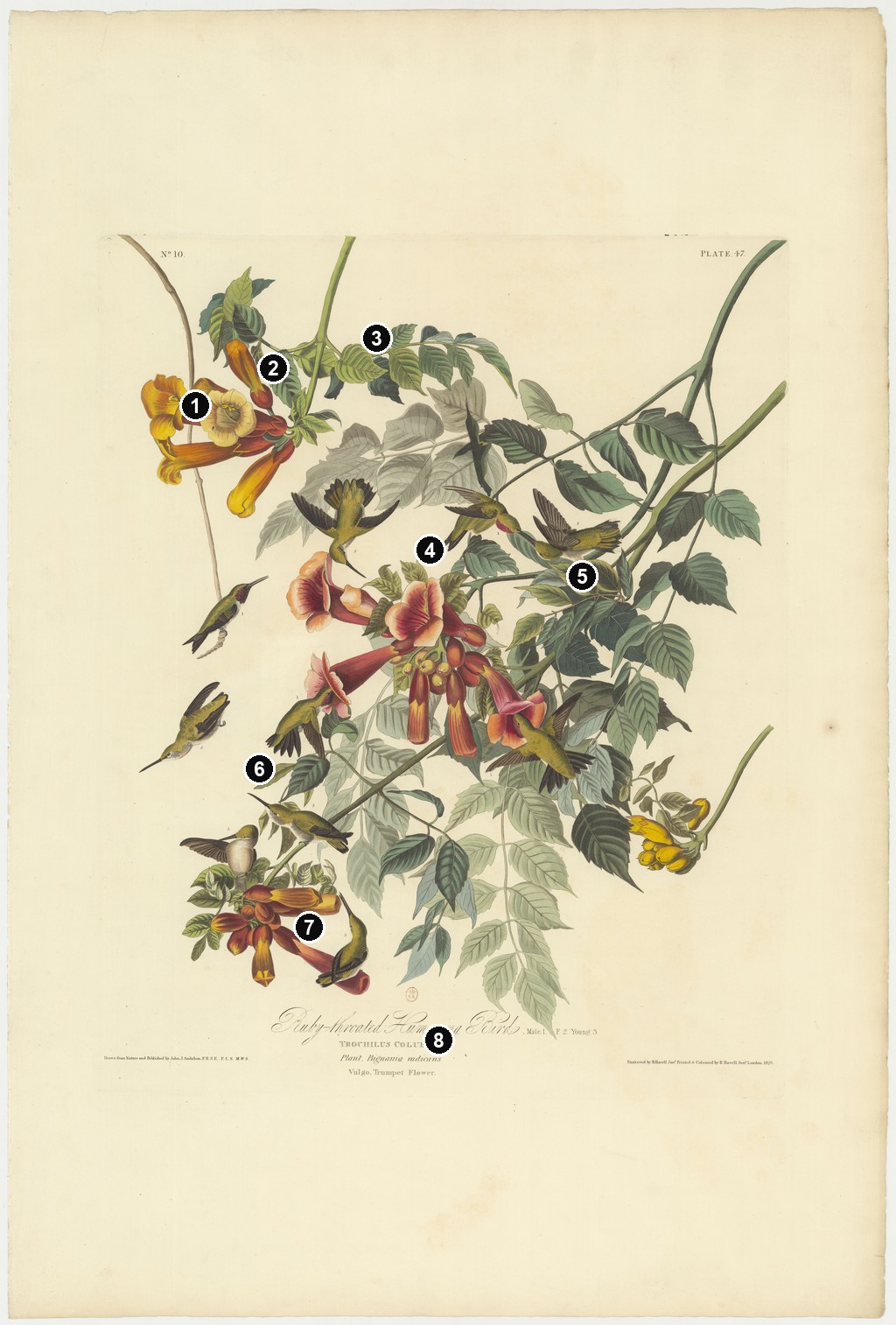 Annotated details from Ruby-throated Hummingbird by John James Audubon